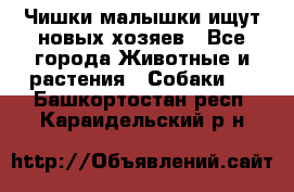   Чишки-малышки ищут новых хозяев - Все города Животные и растения » Собаки   . Башкортостан респ.,Караидельский р-н